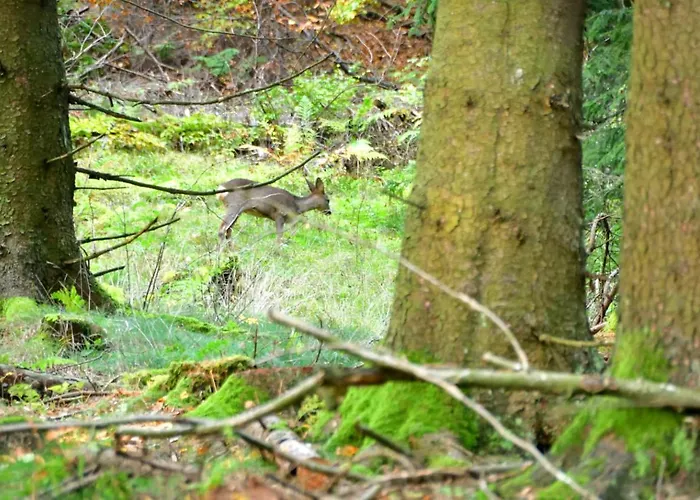 Little In Winterberg-neuastenberg Apartment Winterberg